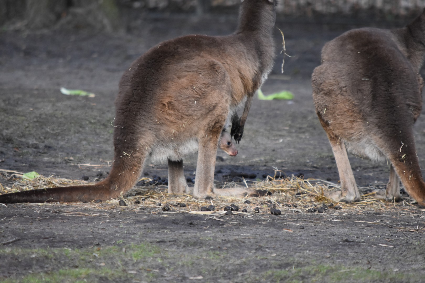 Black-faced kangoroo