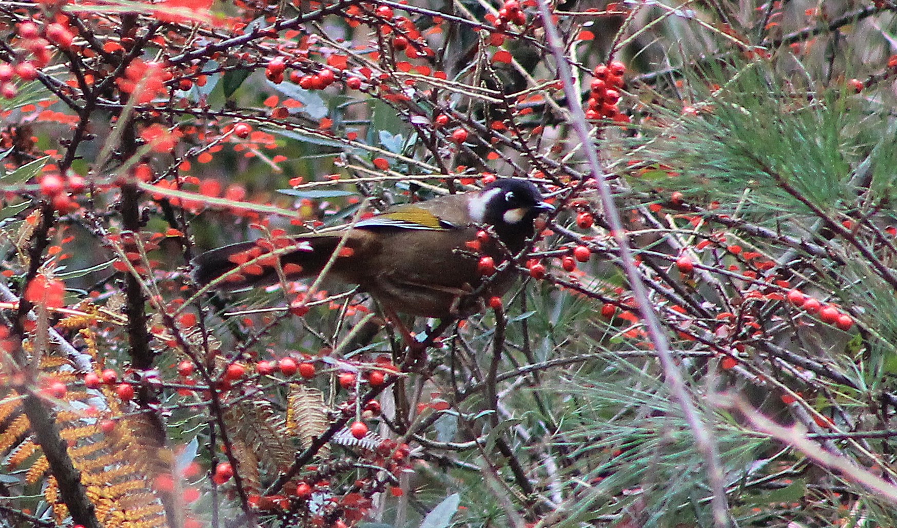 Black-faced Laughing Thrush (Trochalopteron affine)