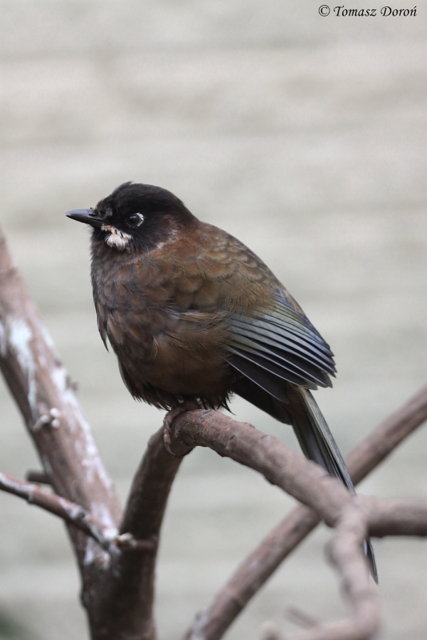 Black-faced Laughingthrush (Trochalopteron affine) at Paultons Park, May 20