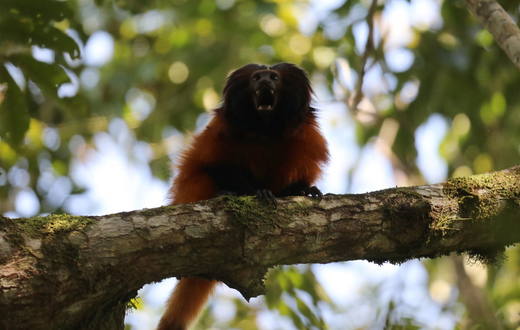 black-faced lion tamarin or Superagüi lion tamarin (Leontopithecus caissara)