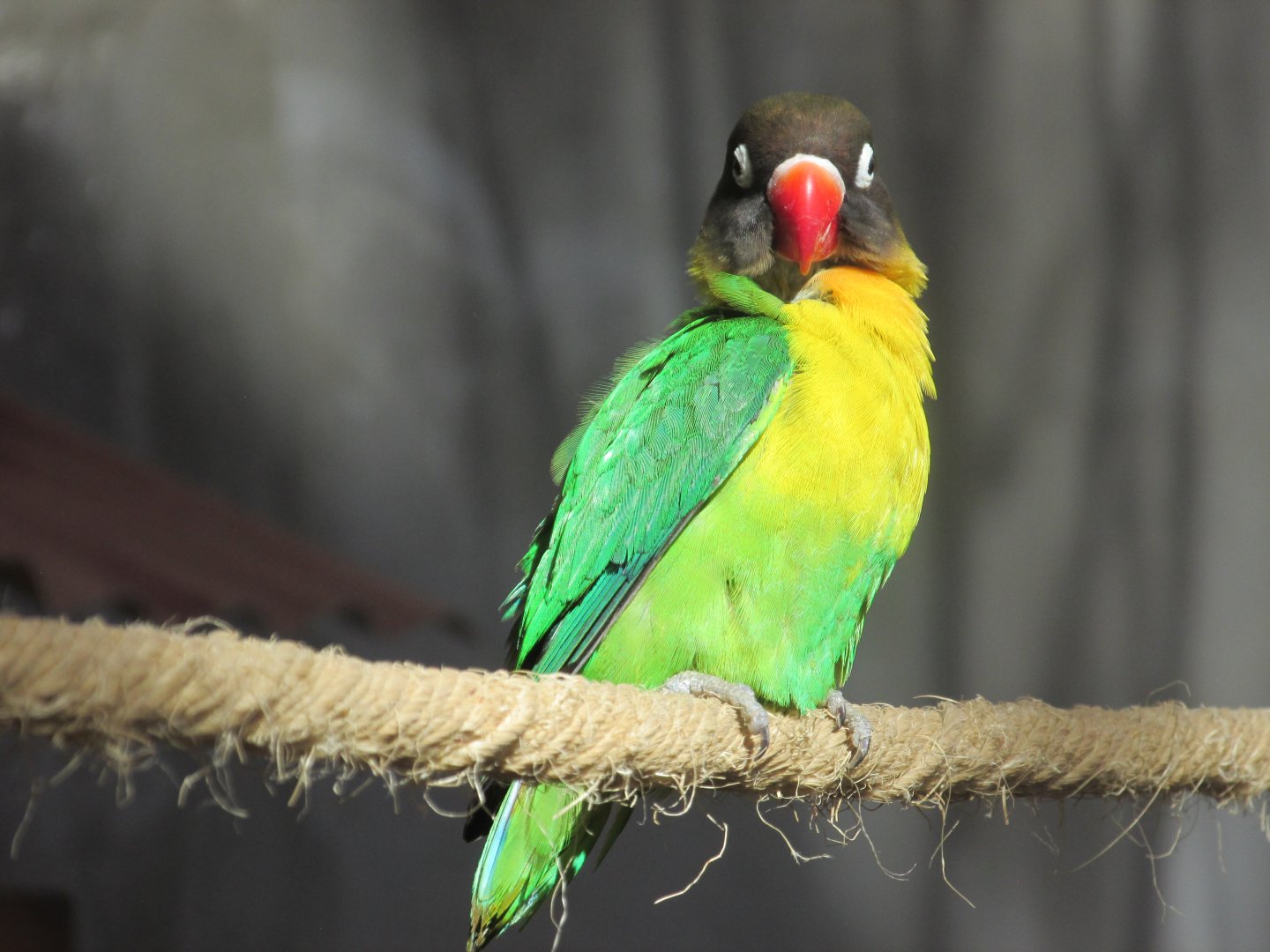 black faced lovebird