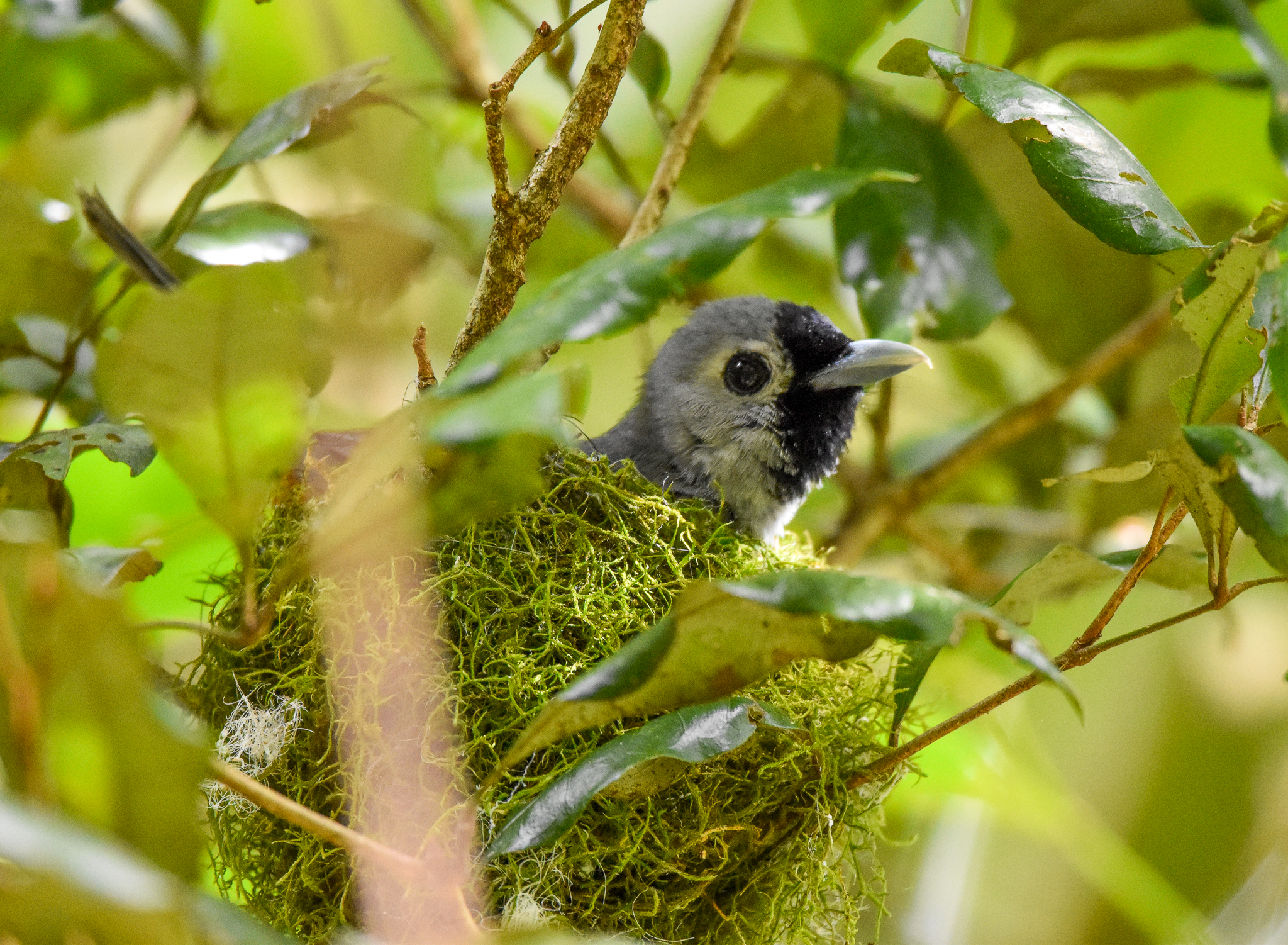 Black-faced Monarch