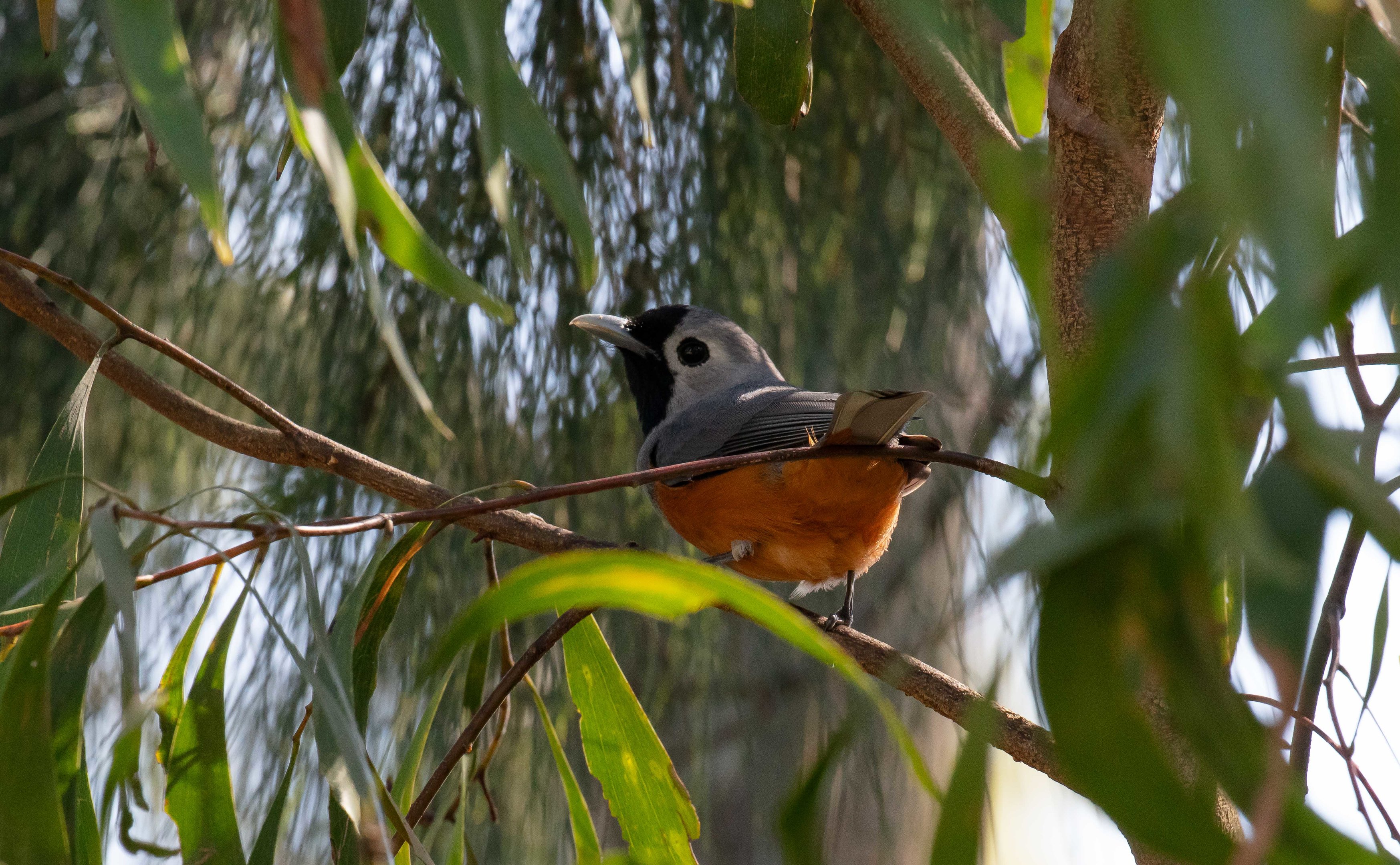 Black-faced Monarch