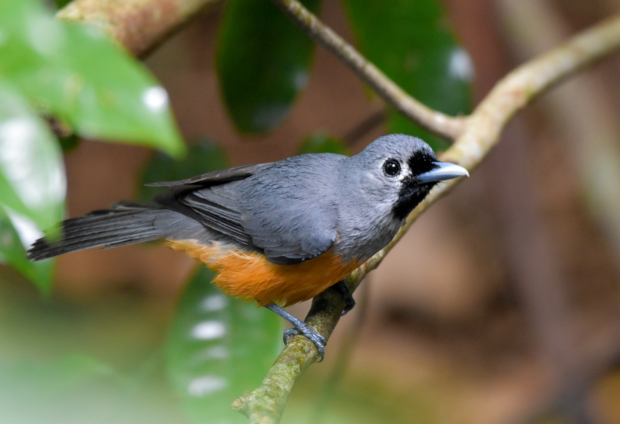 Black-faced Monarch