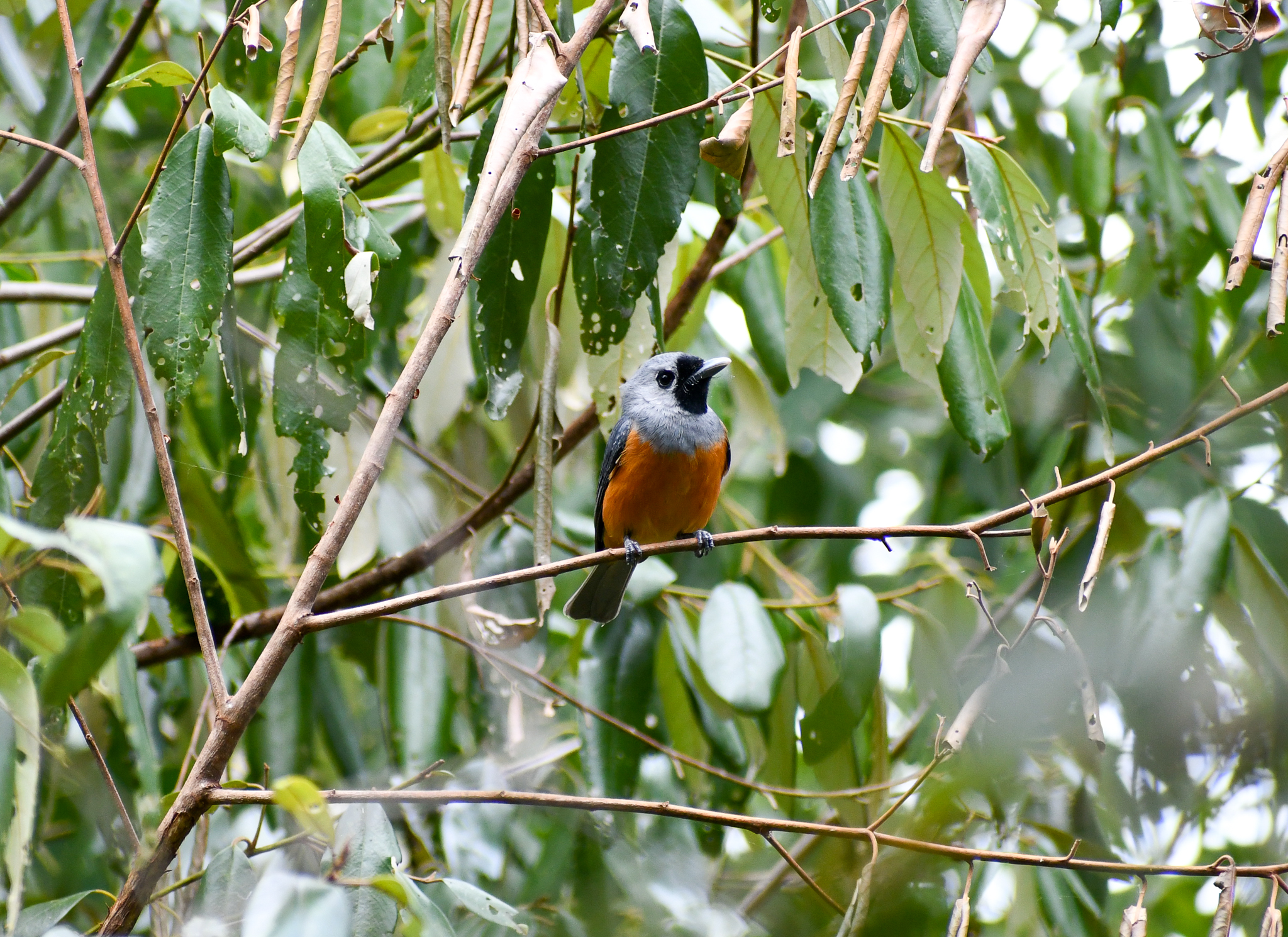 Black-faced Monarch