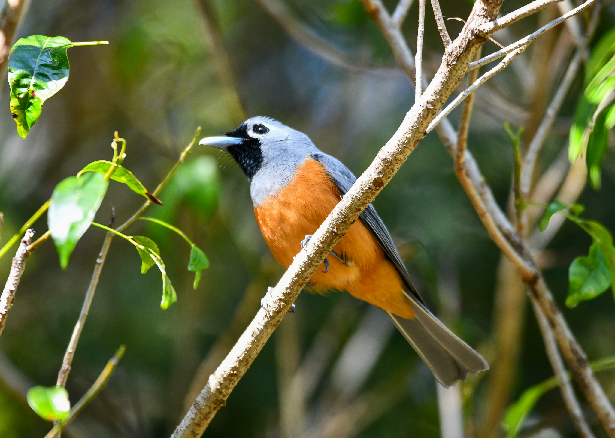 Black-faced Monarch
