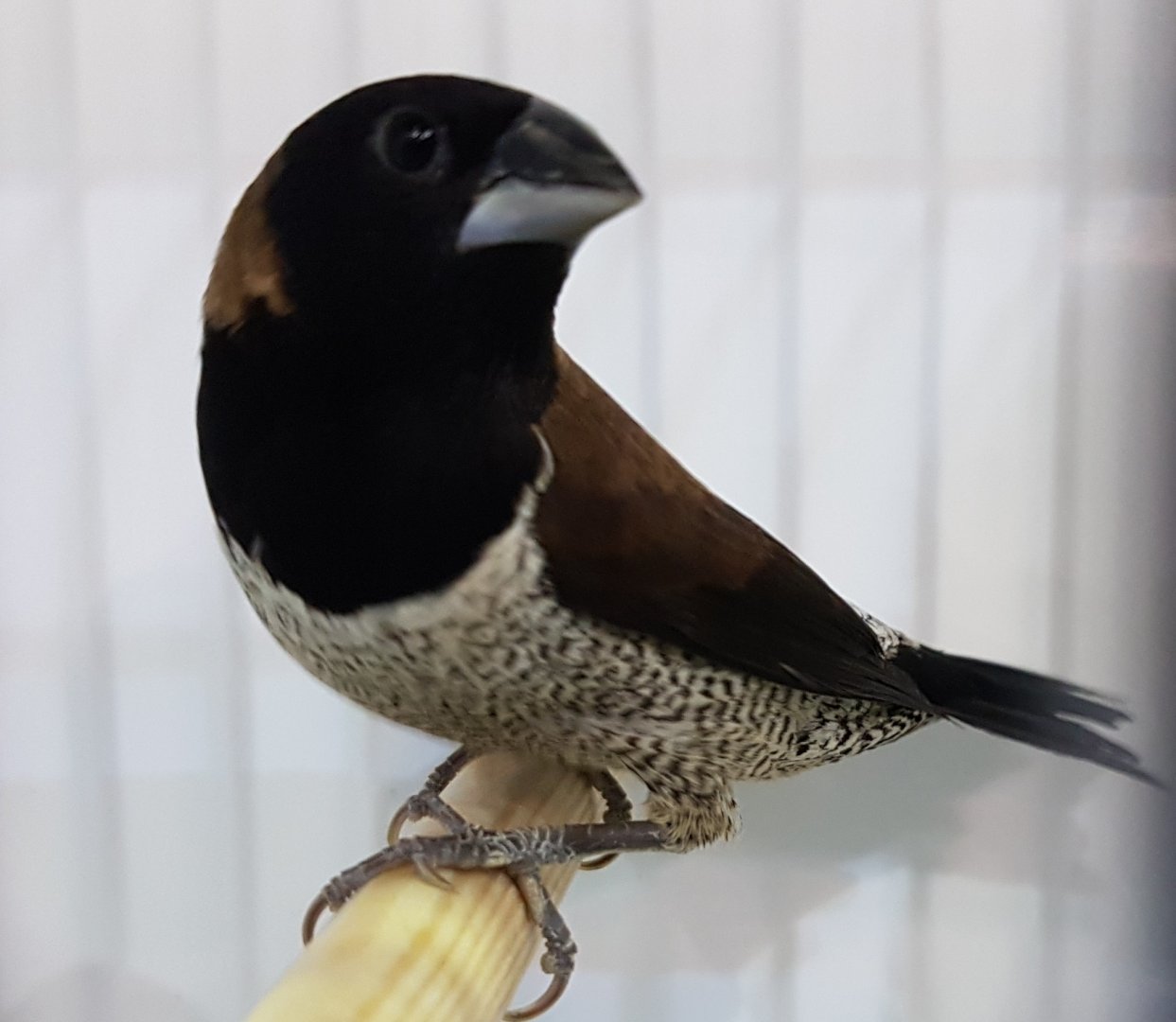 Black-faced munia - Lonchura molucca