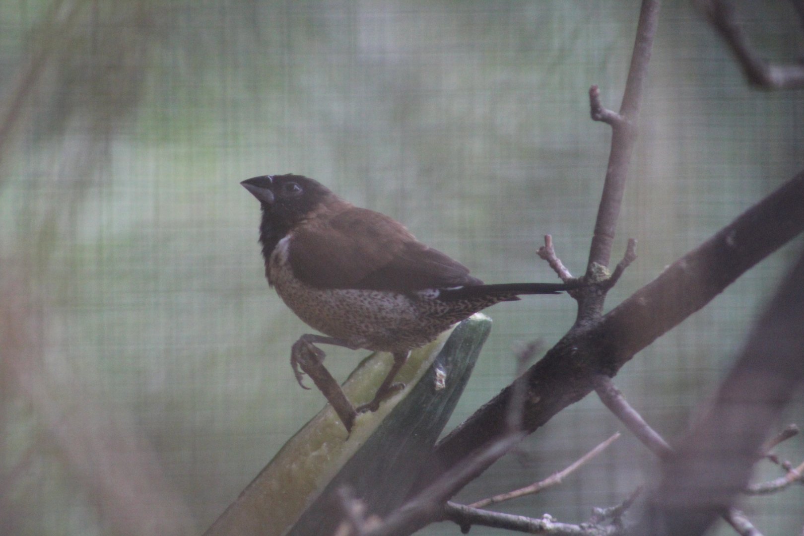 Black-Faced Munia