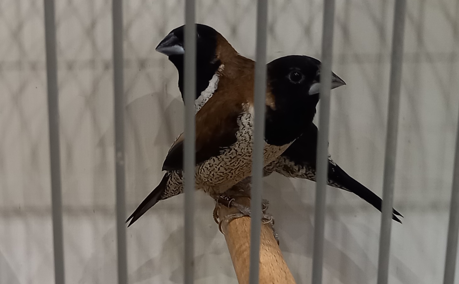 Black-faced munias - Lonchura molucca