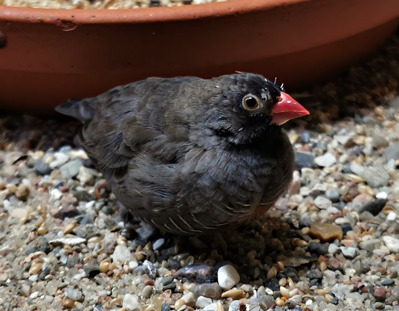 Black-faced quailfinch (Ortygospiza atricollis atricollis)