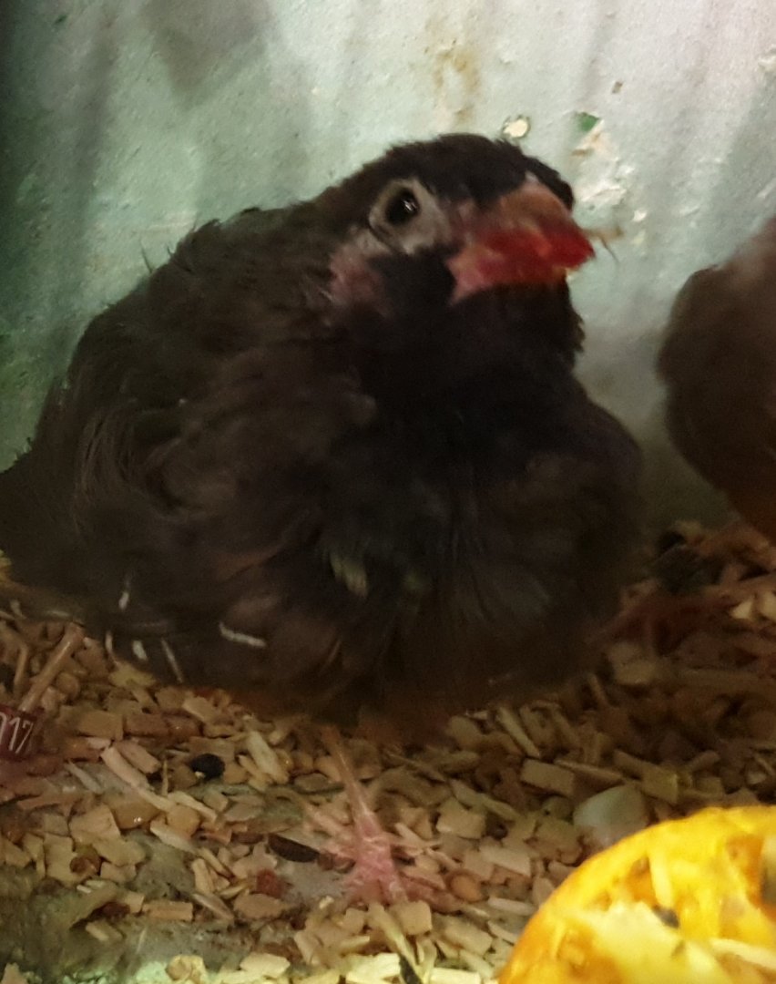 Black-faced quailfinch