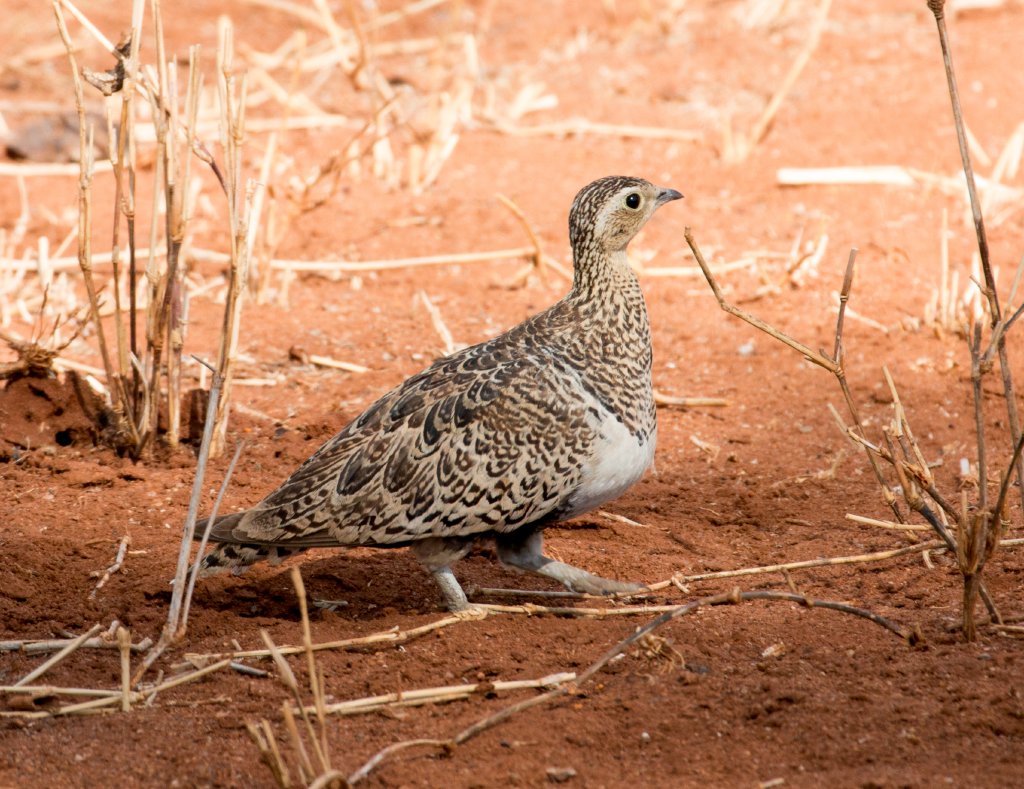 Black-faced Sandgrouse hen