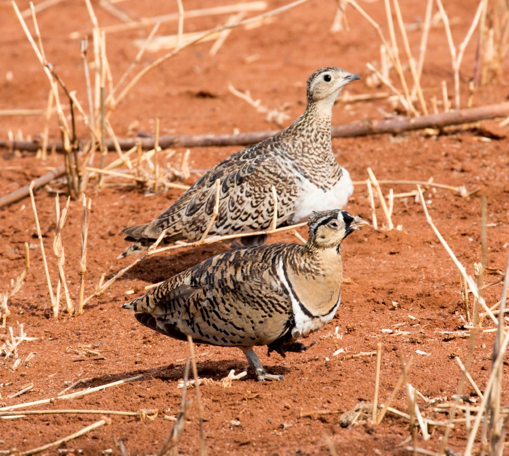 Black-faced Sandgrouse pair