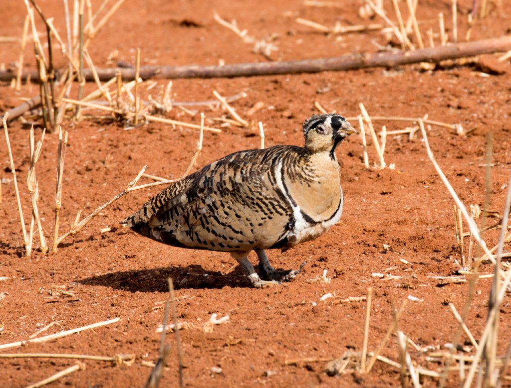 Black-faced Sandgrouse