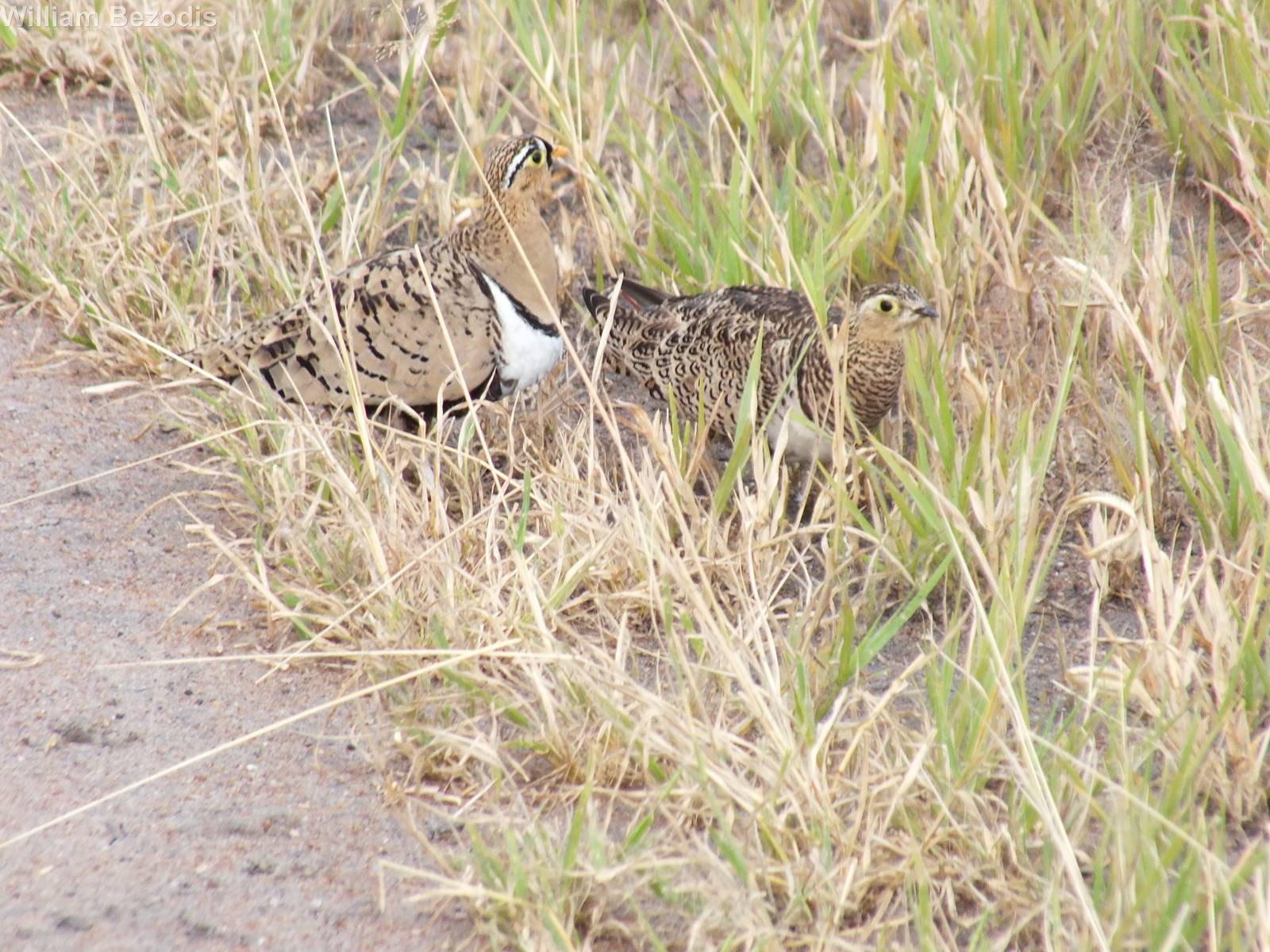 Black-faced Sandgrouse