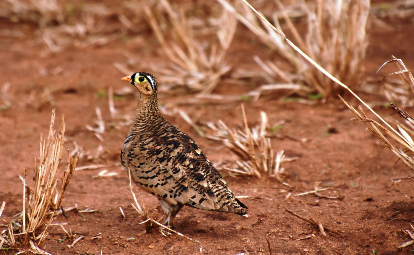 Black-faced sandgrouse