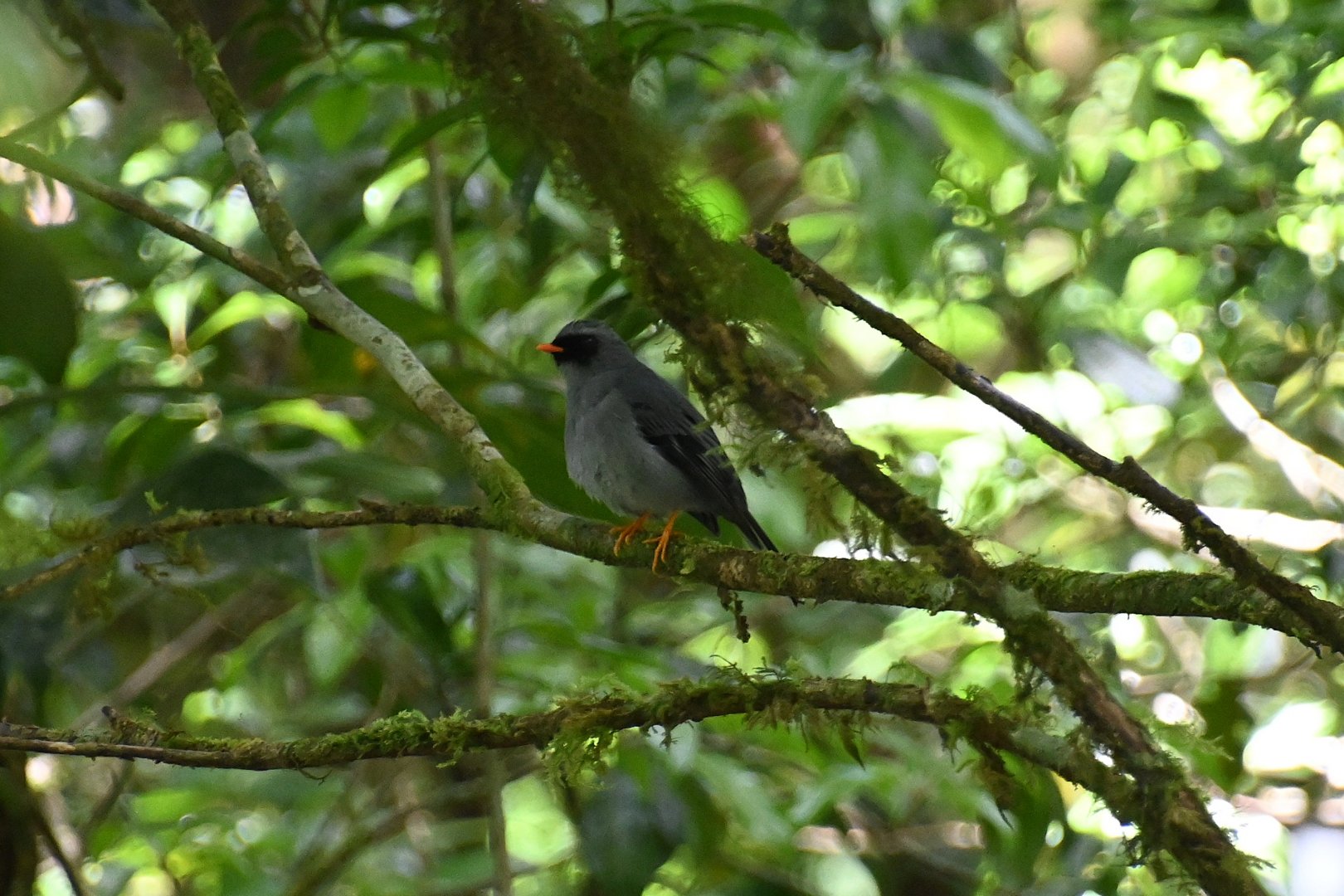 Black-faced Solitaire (Myadestes melanops)