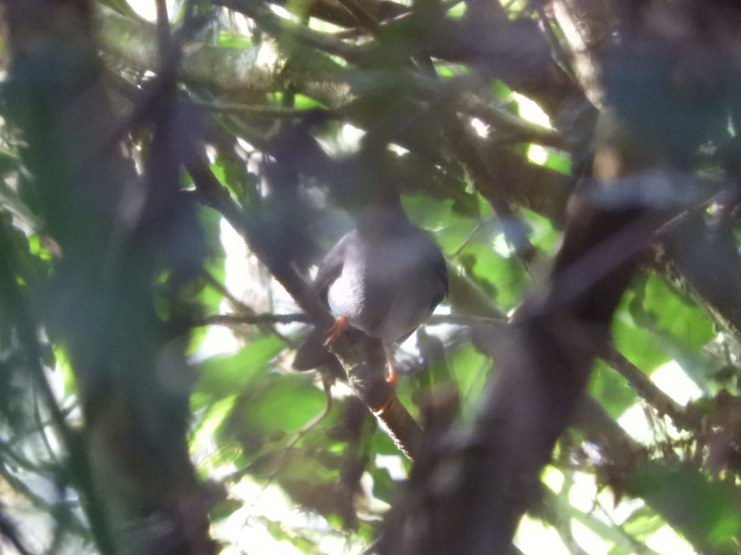 Black-faced Solitare (Myadestes melanops)
