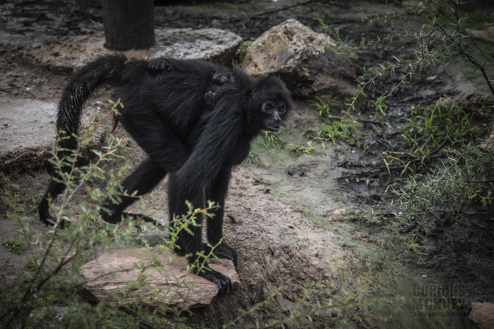 Black-Faced Spider Monkey (ateles chamek) 05/22