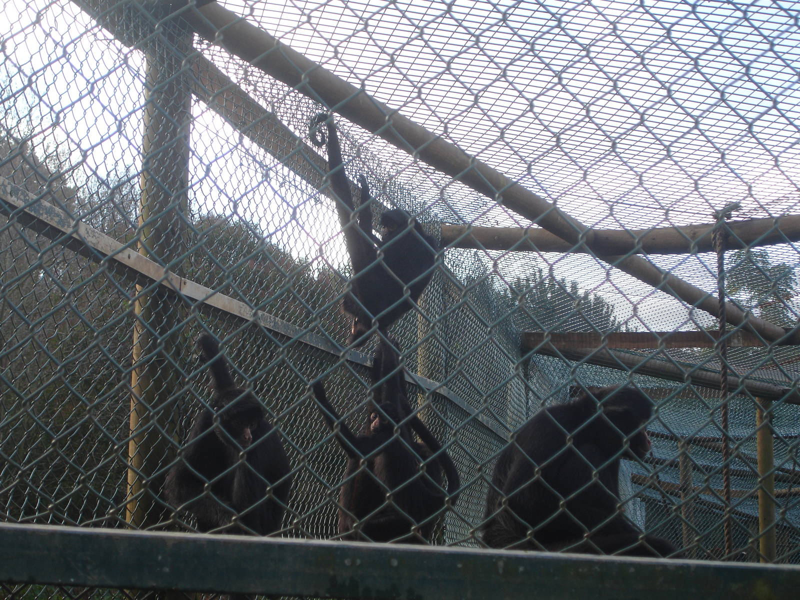 Black-Faced Spider Monkey Group at Zoo Santo Inacio, 30/12/12