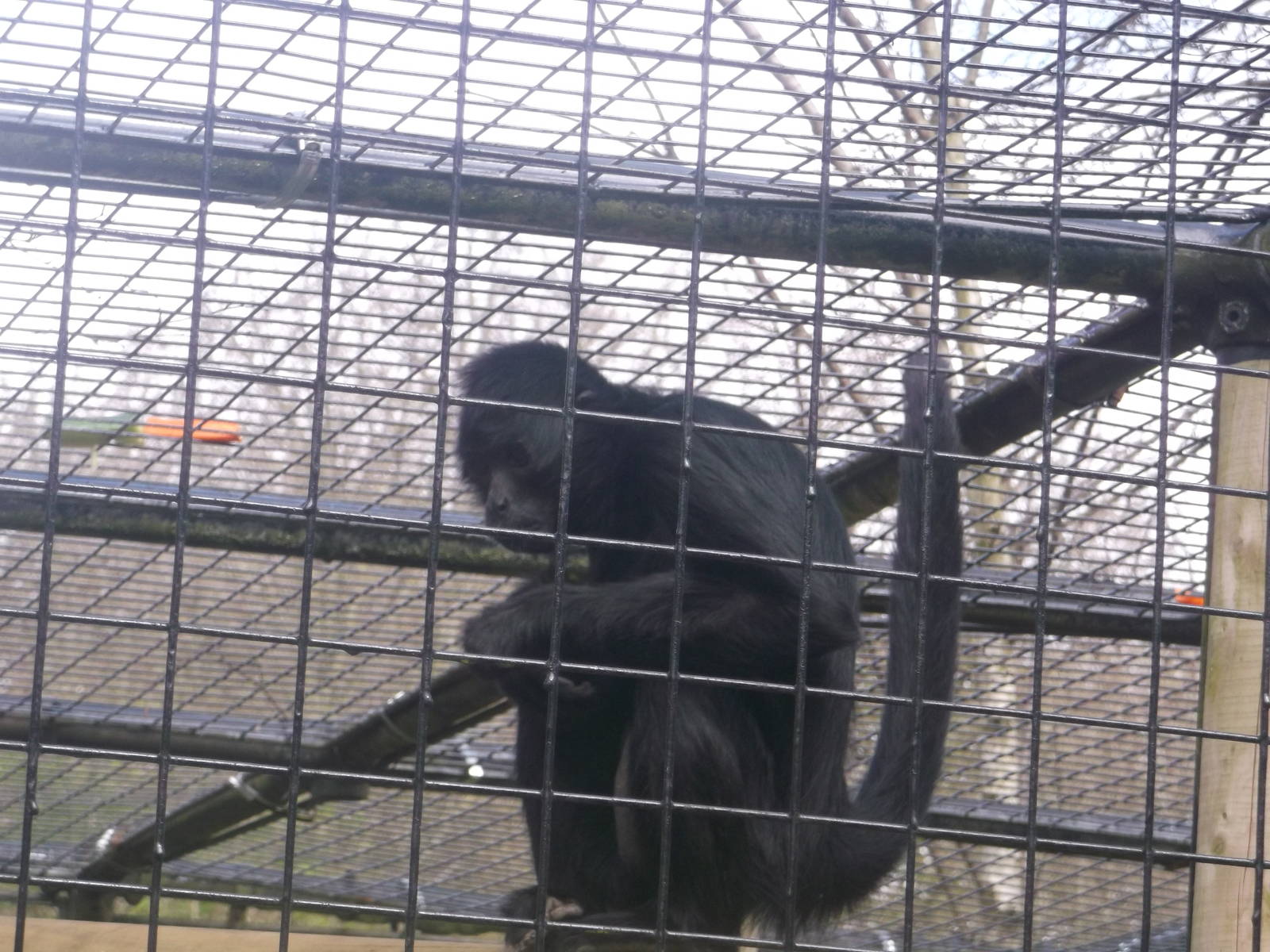 Black-faced Spider Monkey