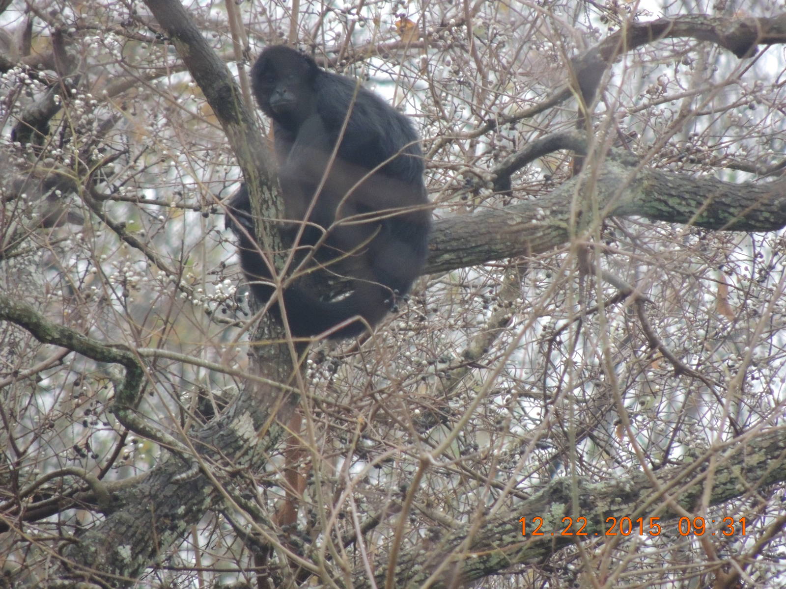 black faced spider monkey
