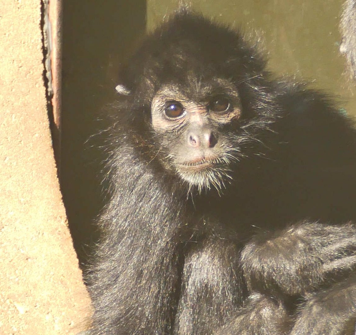 Black Faced Spider Monkey