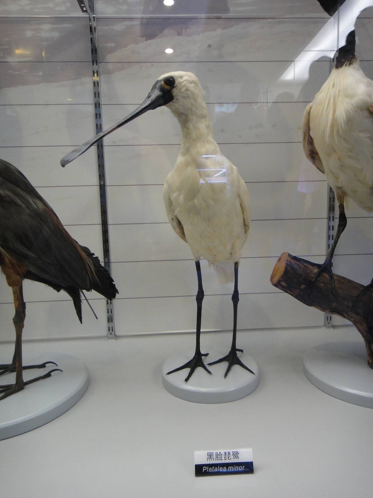 Black-faced spoonbill （Platalea minor）