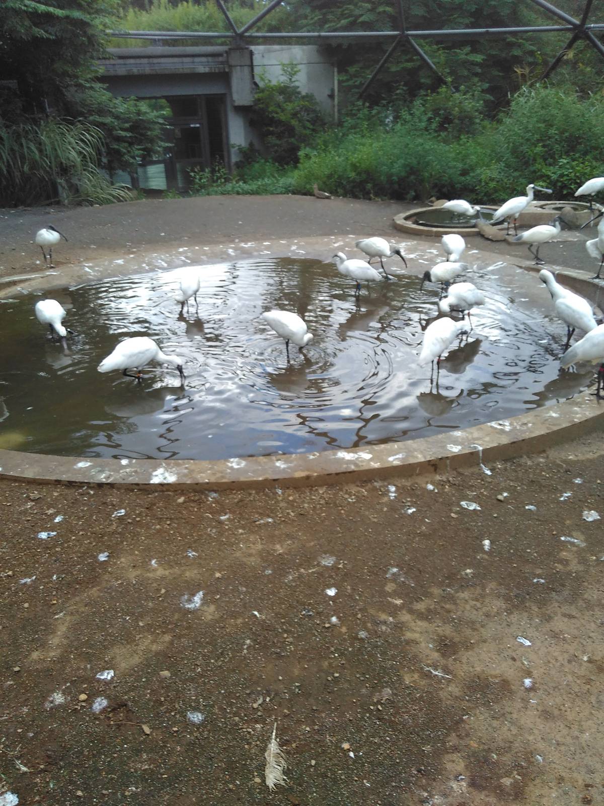 Black faced spoonbill and black headed ibis