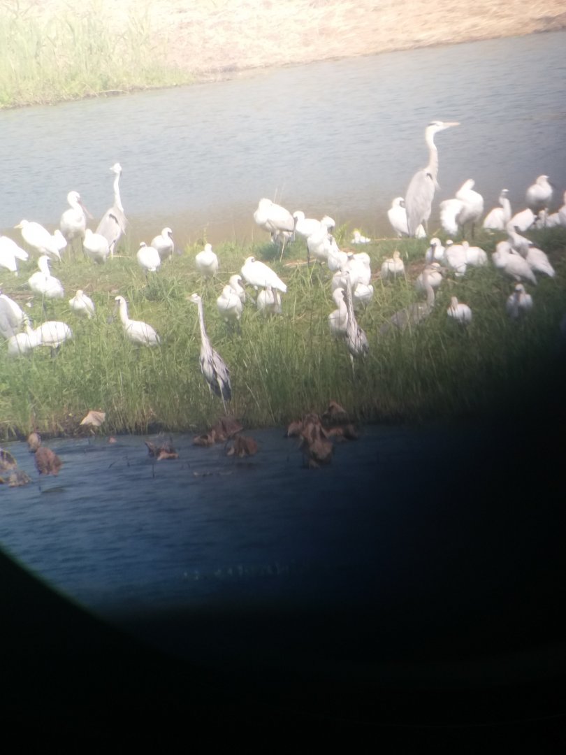 Black faced spoonbill and grey heron