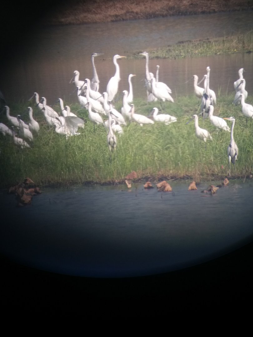 Black faced spoonbill and grey heron