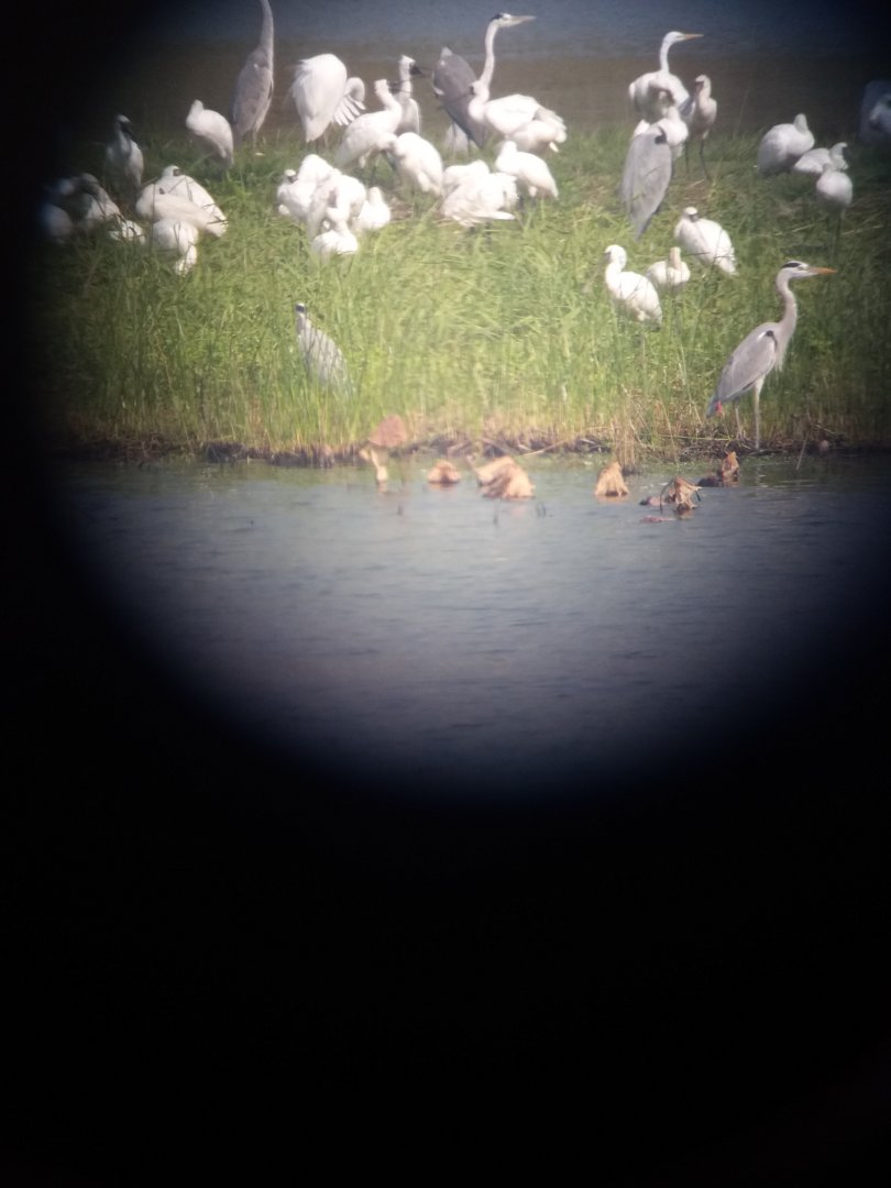 Black faced spoonbill and grey heron