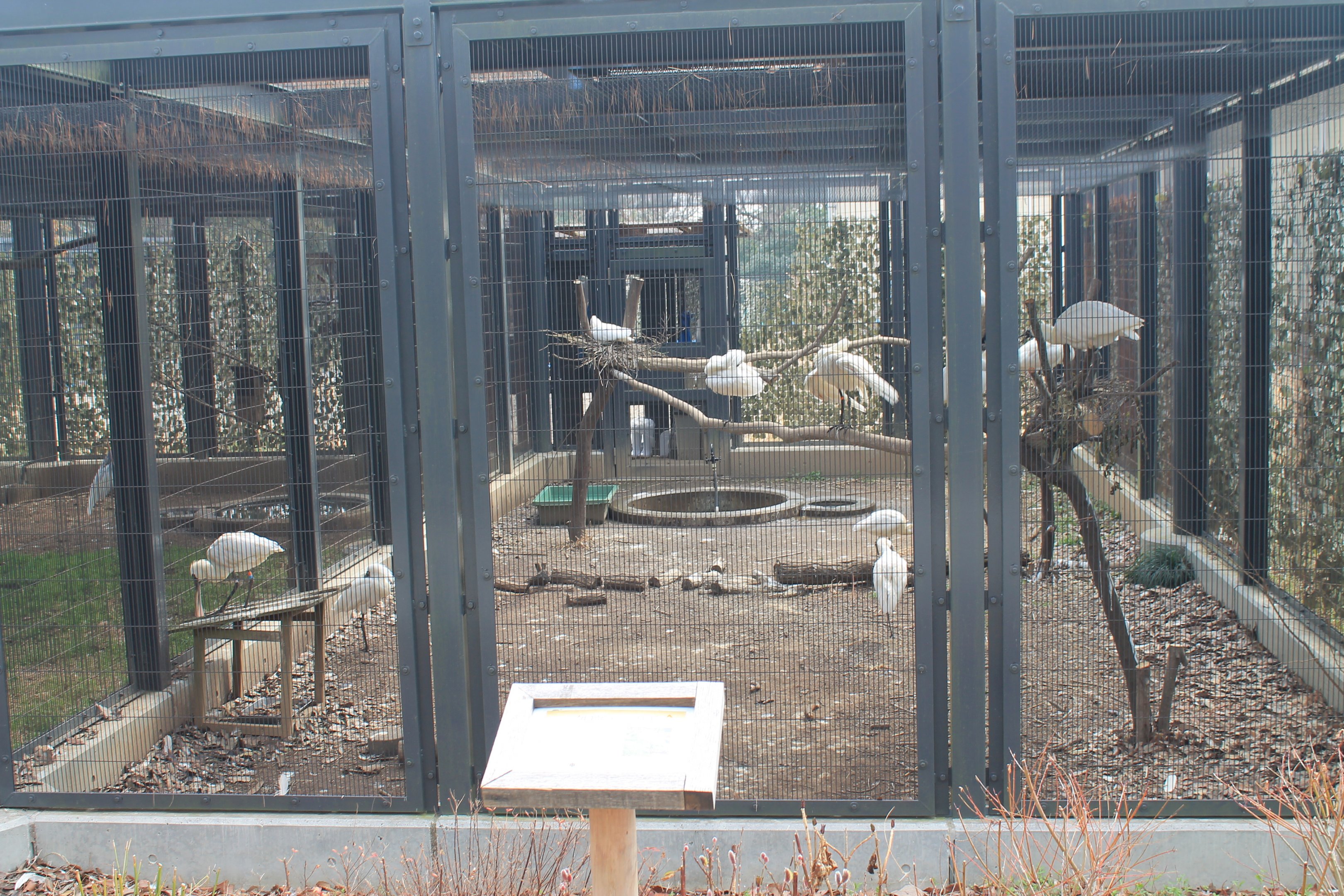 Black-faced Spoonbill aviary - Saitama Childrens Zoo