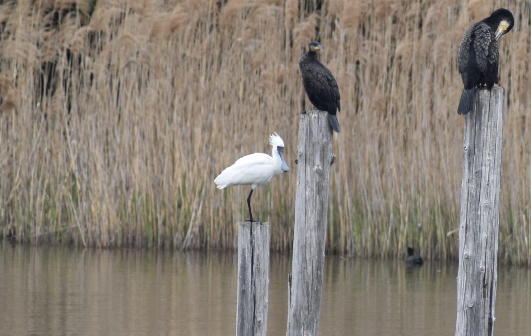 Black Faced Spoonbill ~ Kasai Rinkai Bird Sanctuary
