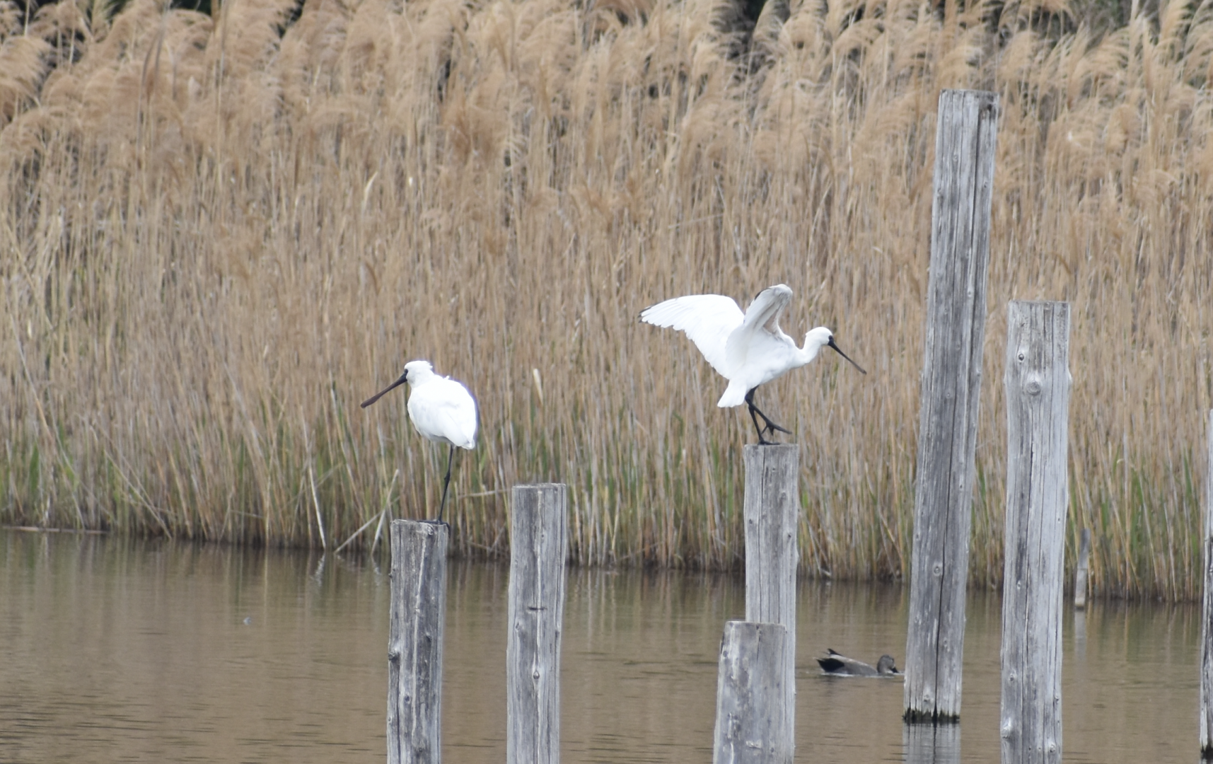Black Faced Spoonbill ~ Kasai Rinkai Bird Sanctuary