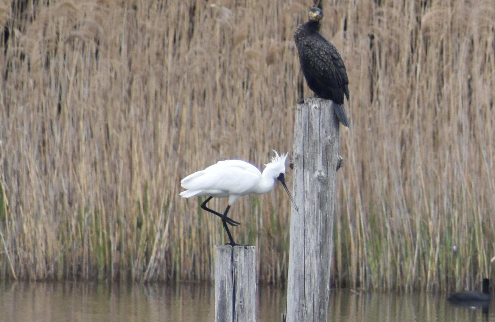 Black Faced Spoonbill ~ Kasai Rinkai Bird Sanctuary