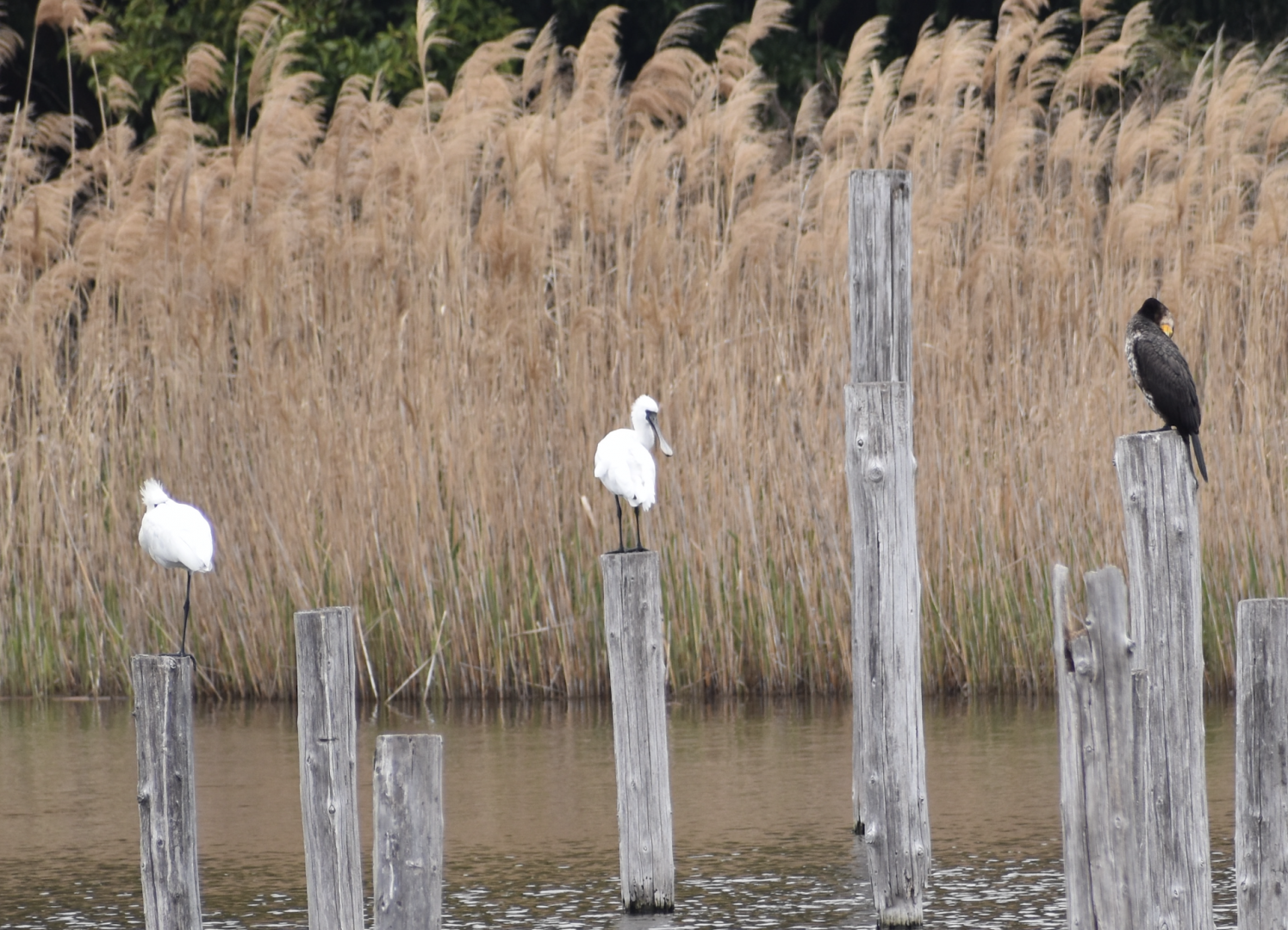 Black Faced Spoonbill ~ Kasai Rinkai Bird Sanctuary