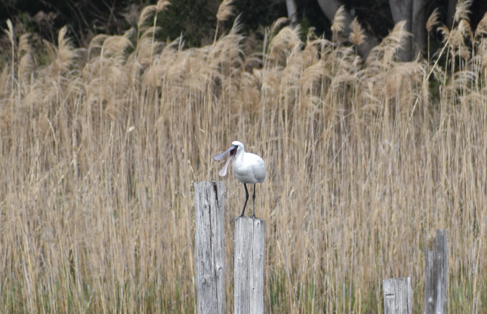 Black Faced Spoonbill ~ Kasai Rinkai Bird Sanctuary