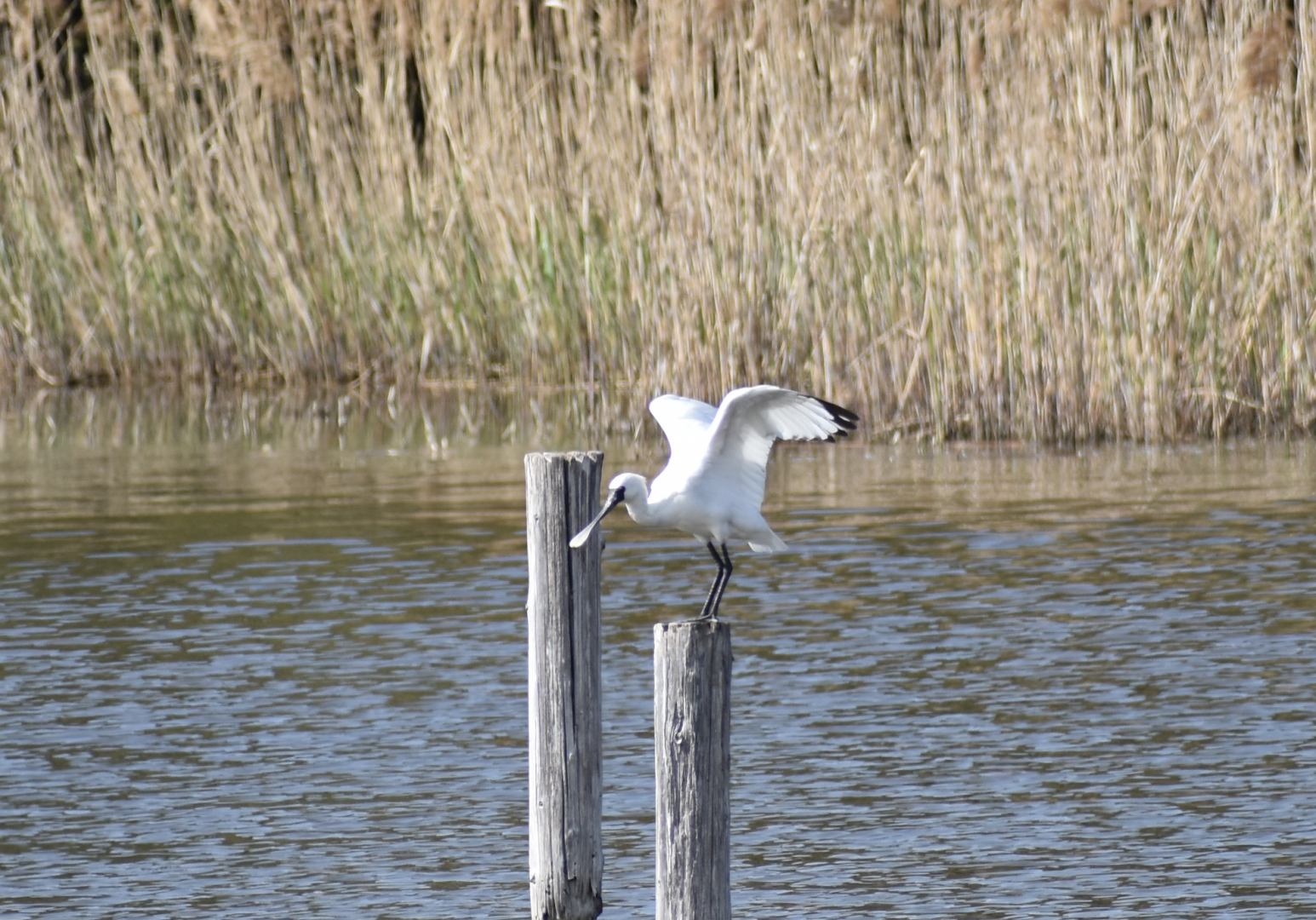 Black Faced Spoonbill ~ Kasai Rinkai Bird Sanctuary