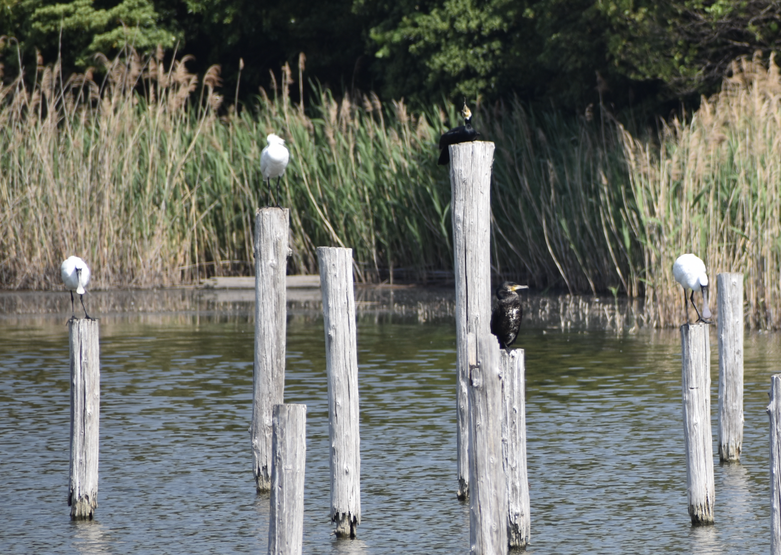 Black faced Spoonbill ~ Kasai Rinkai Bird Sanctuary