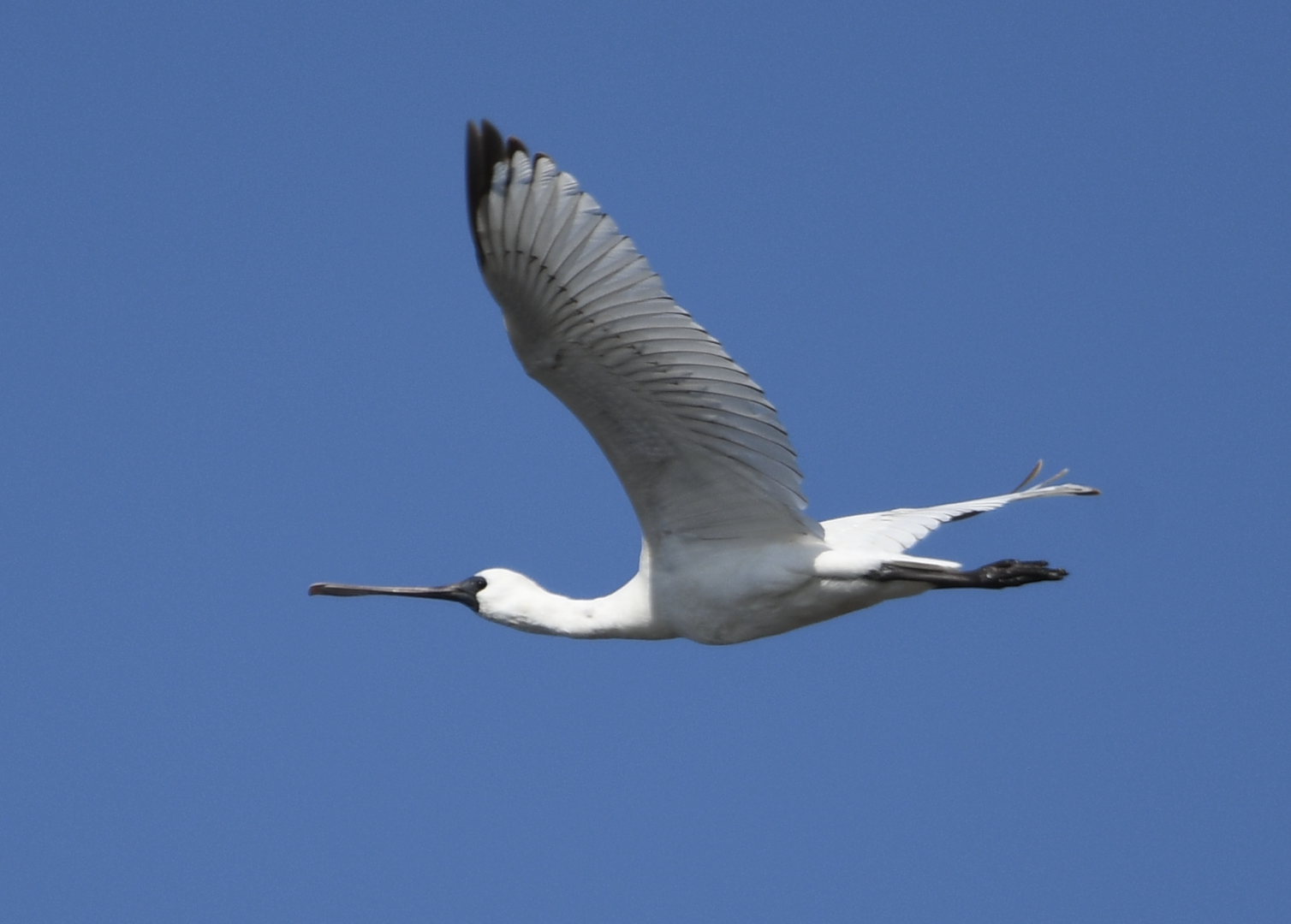 Black Faced Spoonbill ~ Kasai Rinkai Park