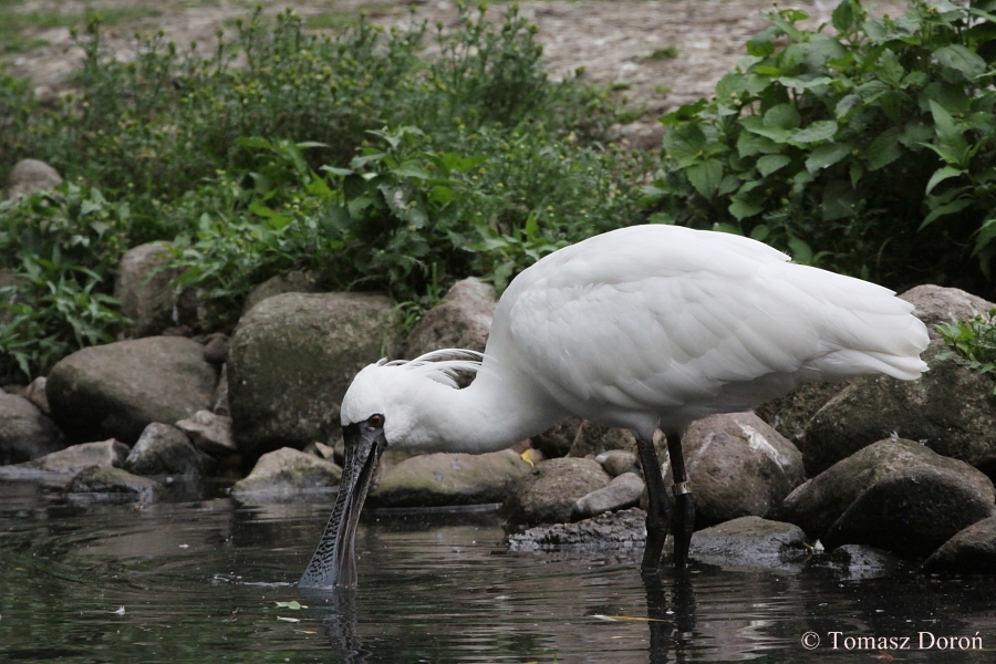 Black-faced Spoonbill (Platalea minor) - adult bird.