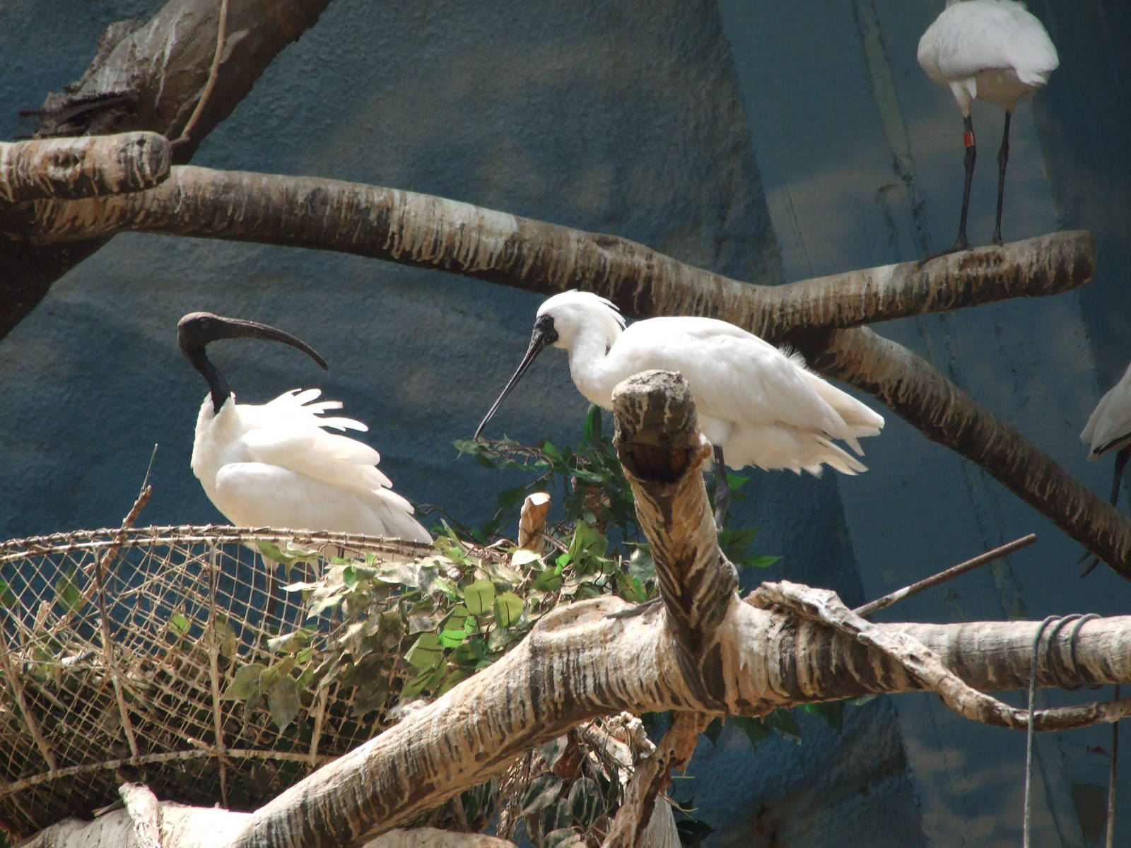 black-faced spoonbill (Platalea minor) and black-headed ibis (Threskiornis