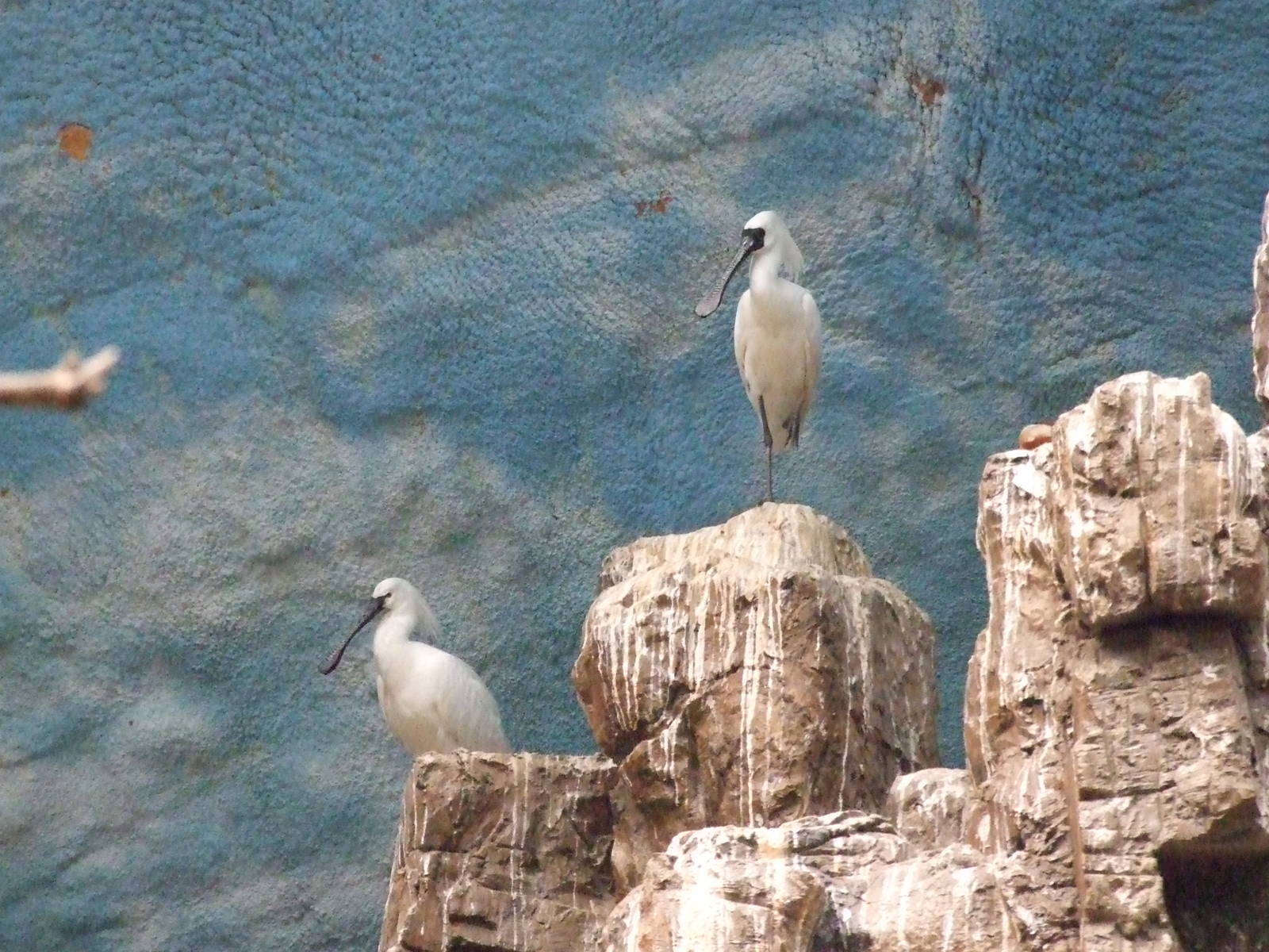 Black-faced Spoonbill (Platalea minor) and Common Spoonbill (Platalea leuco
