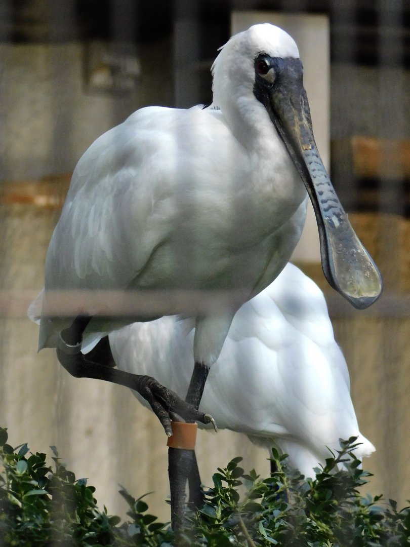 Black-faced Spoonbill (Platalea minor) August 30, 2025