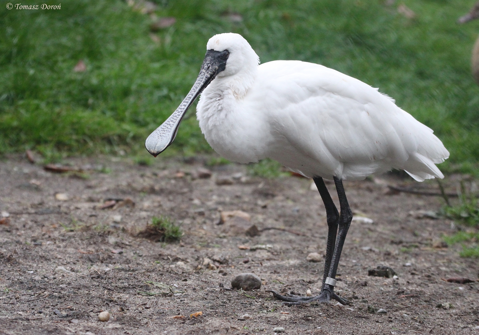 Black-faced Spoonbill (Platalea minor) October 2009