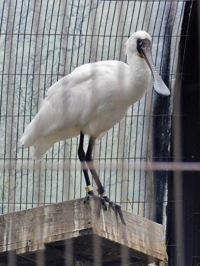 Black-Faced Spoonbill (Platalea minor) October 4, 2025
