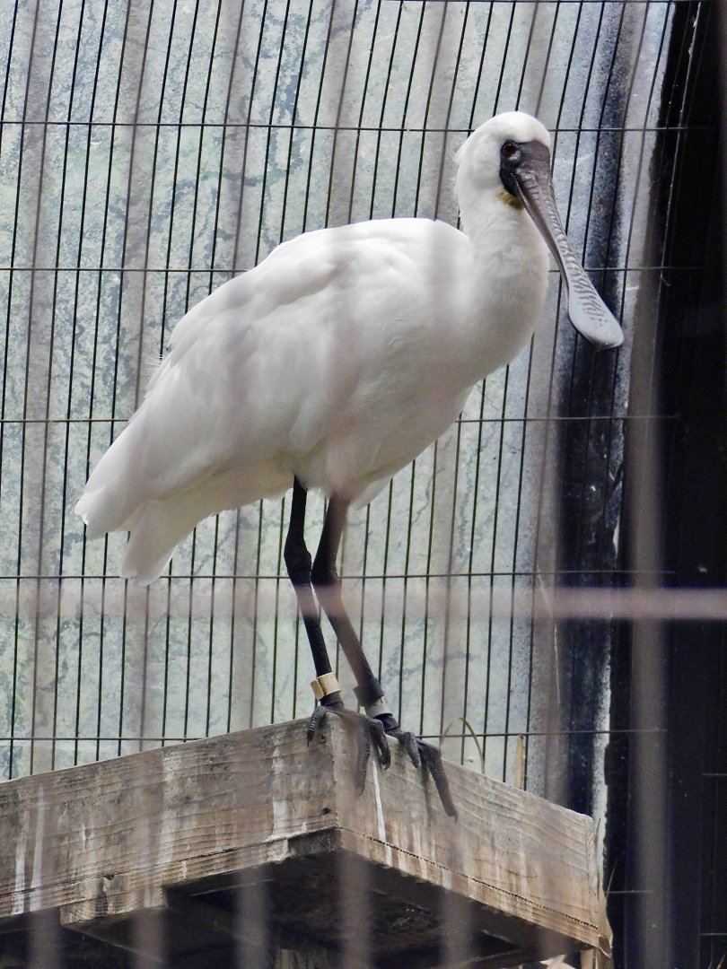 Black-Faced Spoonbill (Platalea minor) October 4, 2025
