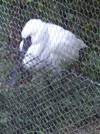 Black-faced Spoonbill (Platalea minor)