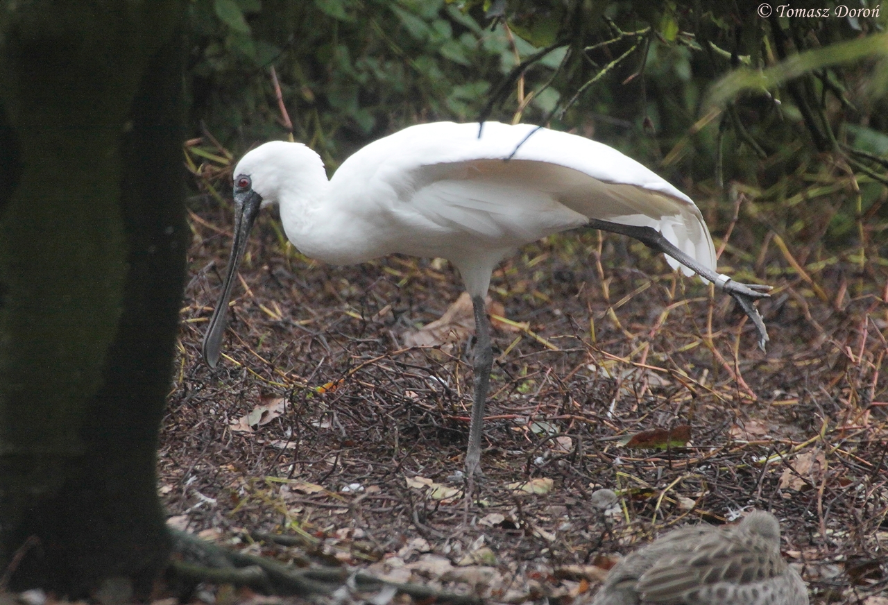 Black-faced Spoonbill (Platalea minor)